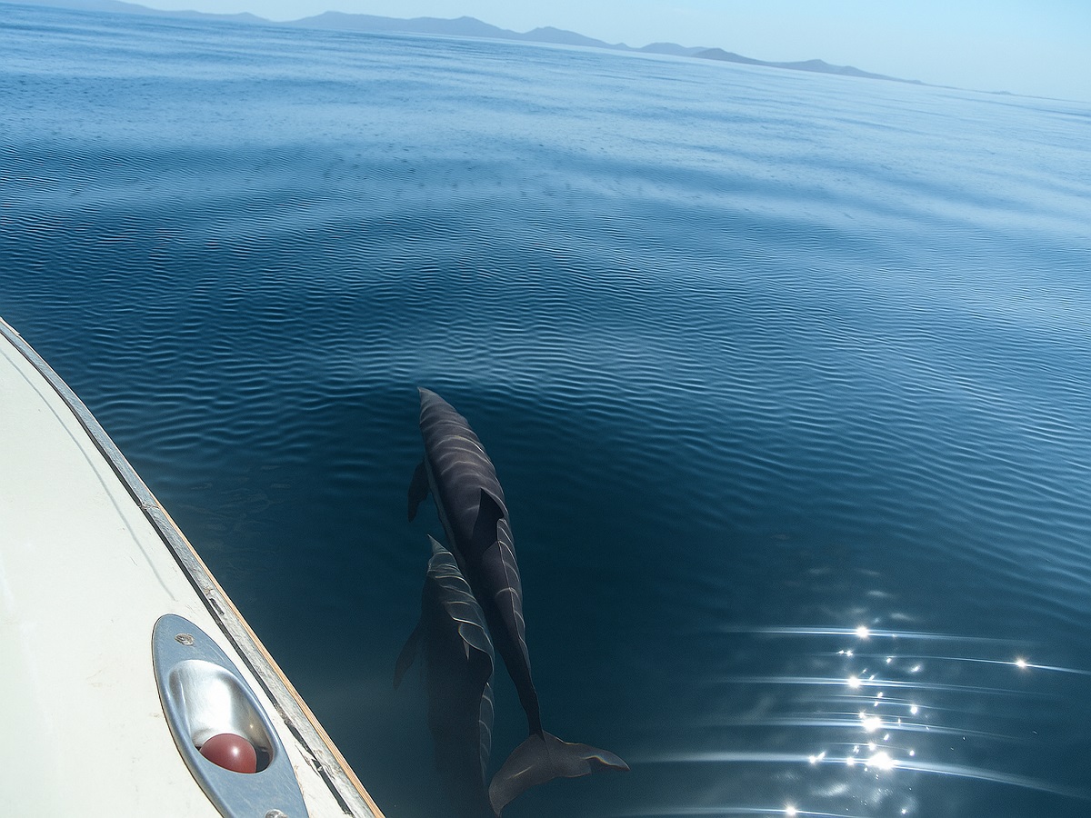 TOUR DE LOS DELFINES